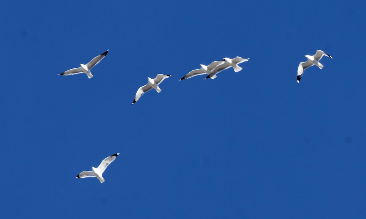 Larus sp. - ML615692100