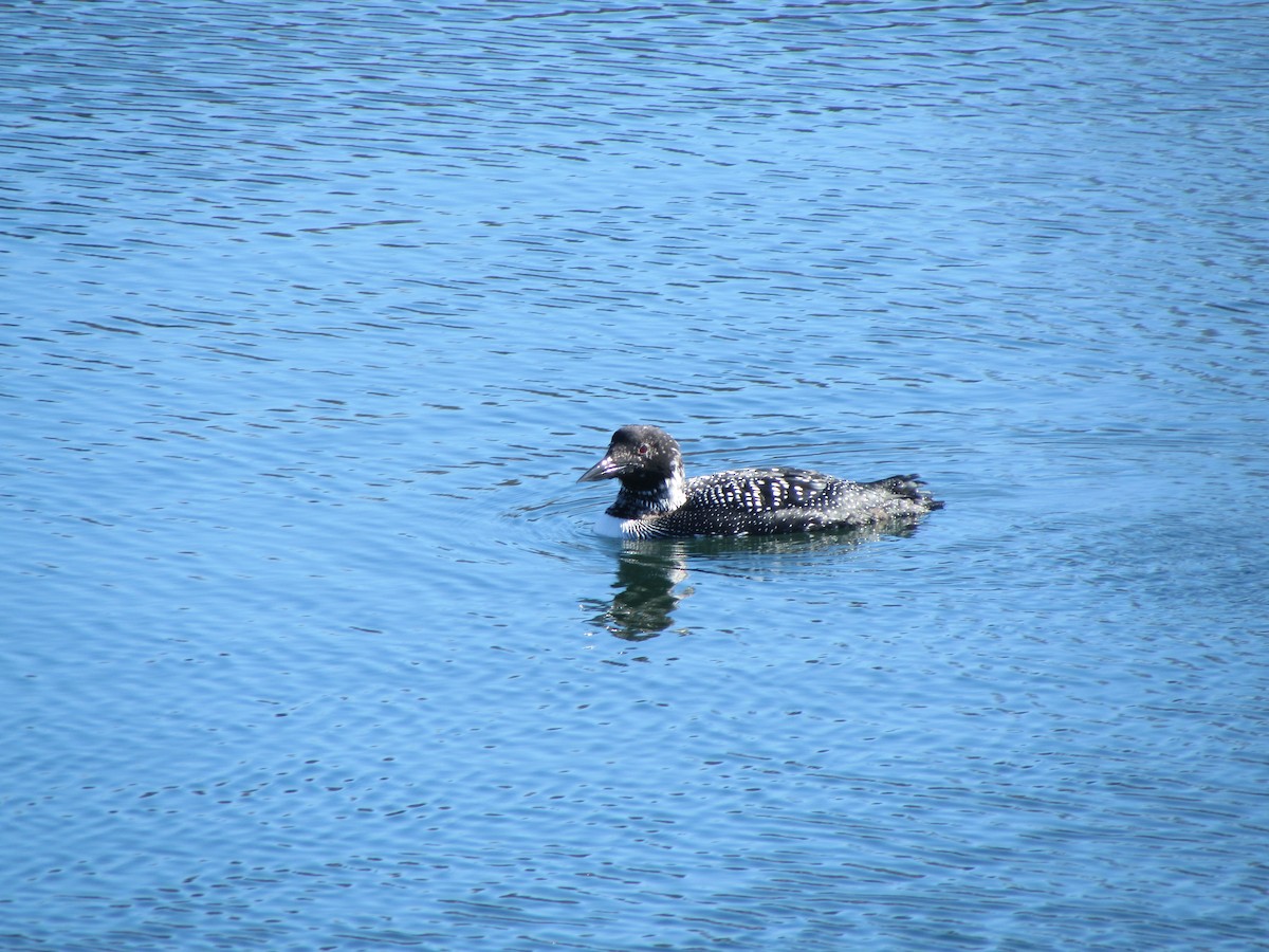 Plongeon huard - ML615692123