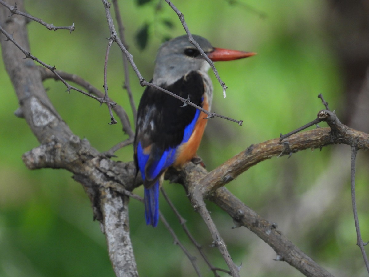 Gray-headed Kingfisher - ML615692138