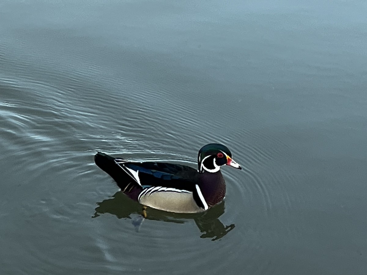 Wood Duck - ML615692144