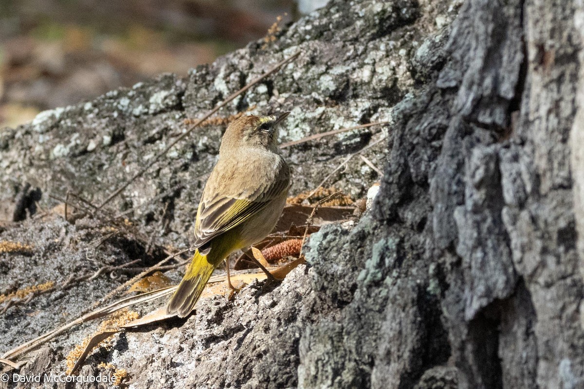 Palm Warbler - ML615692180