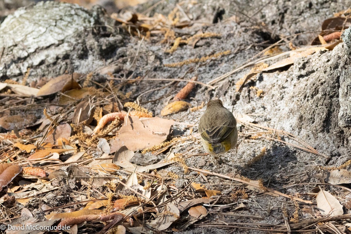 Palm Warbler - David McCorquodale