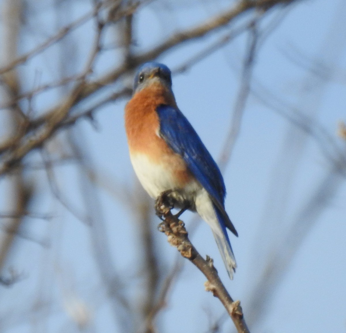 Eastern Bluebird - Bruce Hoover