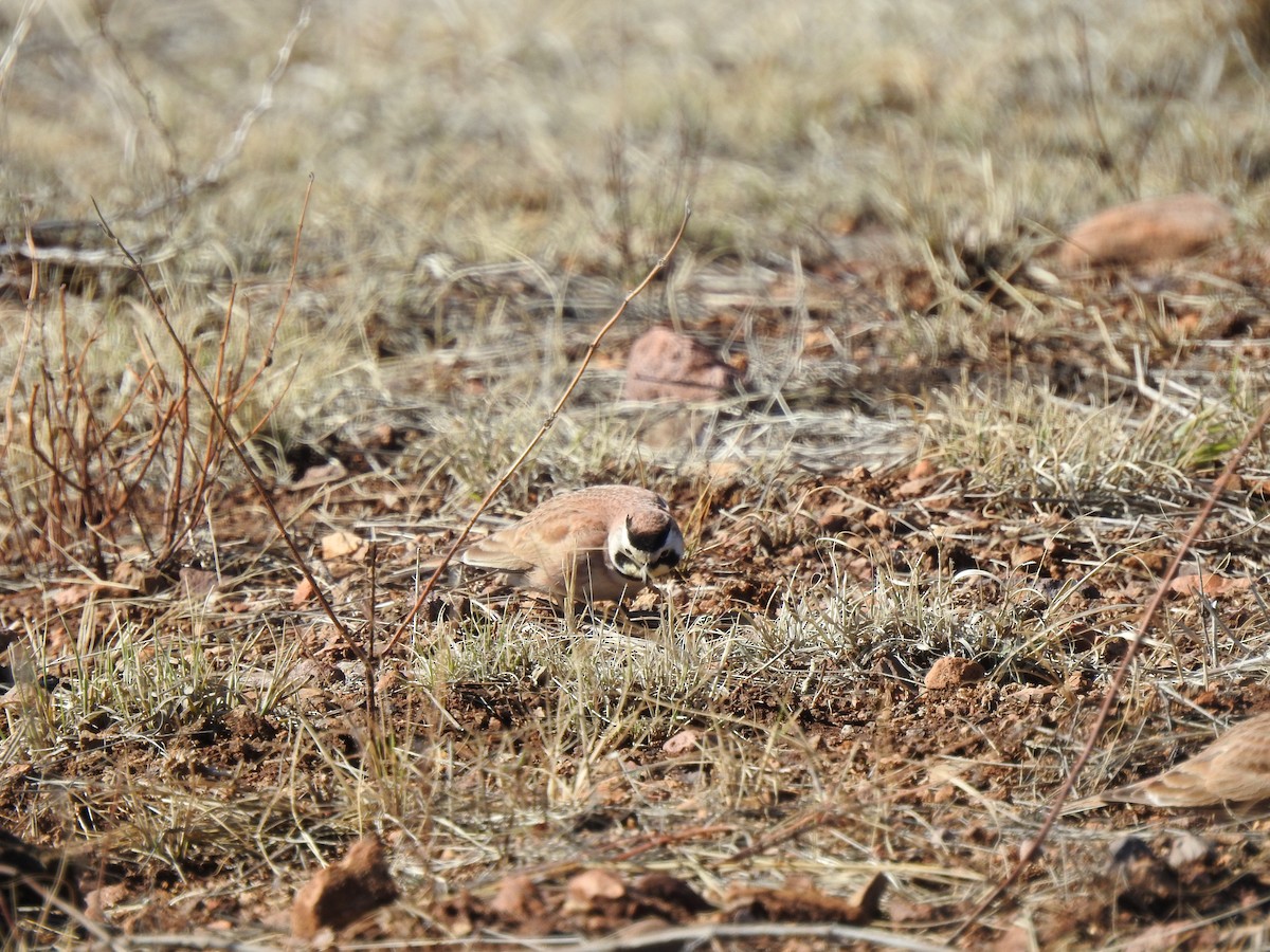 Horned Lark - Rebecca Carroll