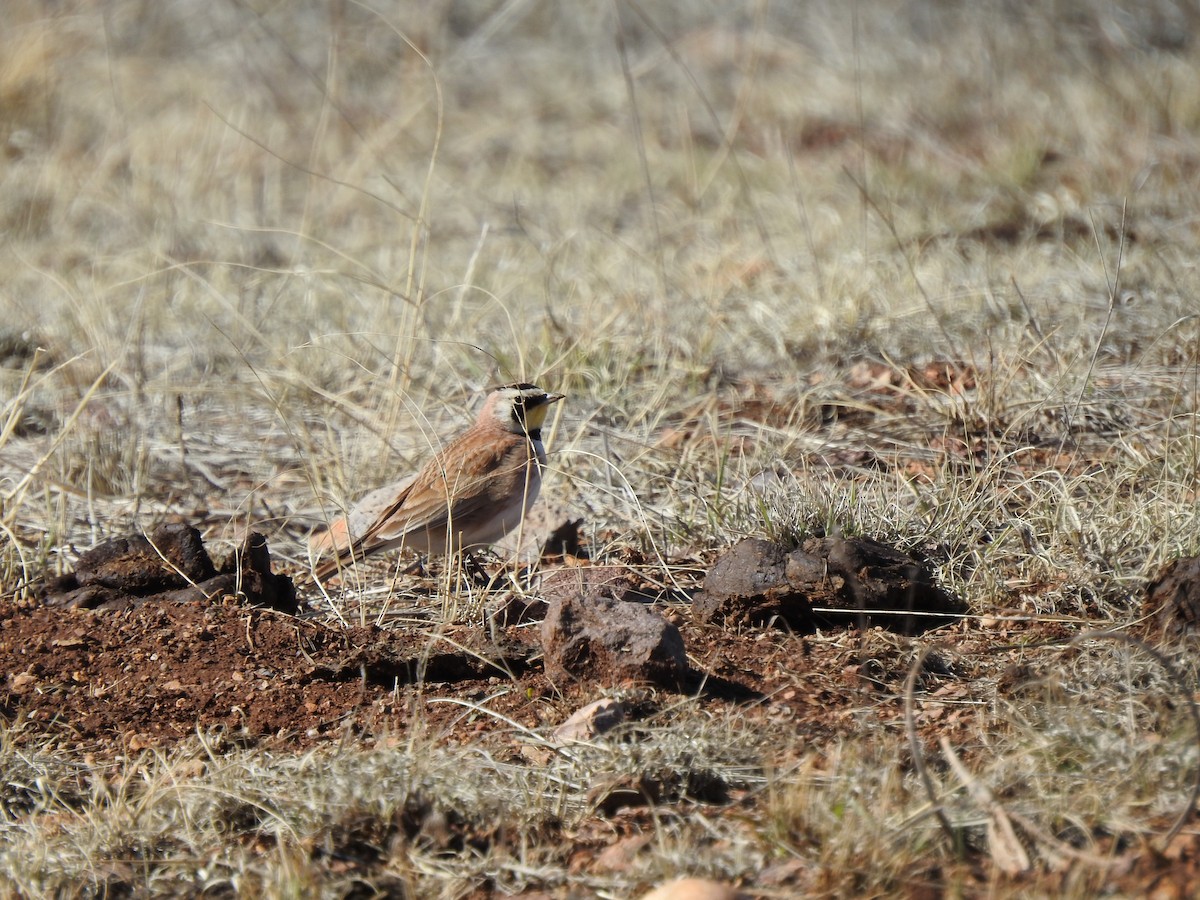 Horned Lark - Rebecca Carroll