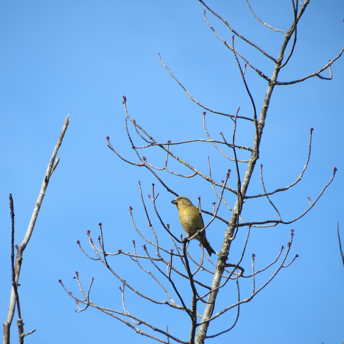 Red Crossbill - Rodolphe Dubois