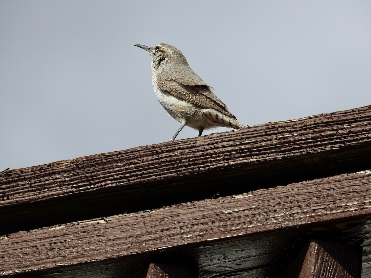 Rock Wren - ML615692237