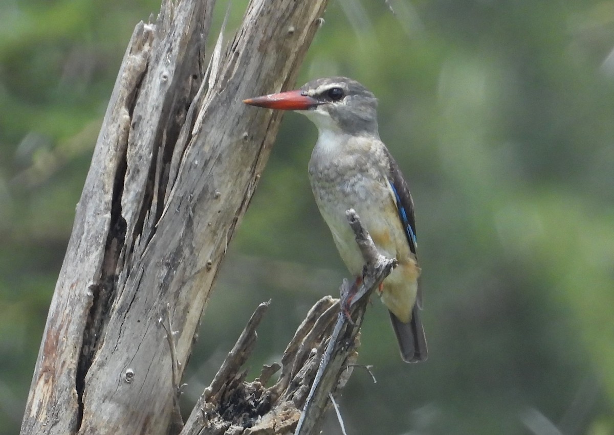 Brown-hooded Kingfisher - ML615692238