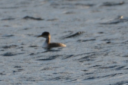 Red-necked Grebe - Peter Wynne