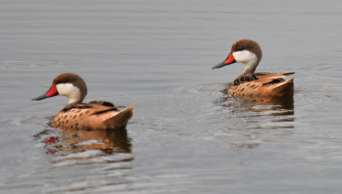 Black-bellied Whistling-Duck - ML615692263