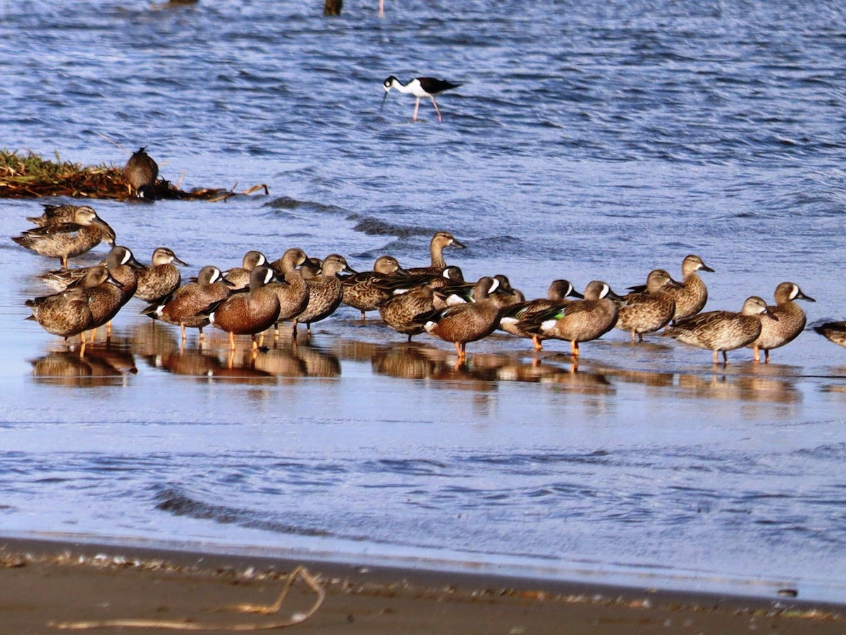 Blue-winged Teal - ML615692416