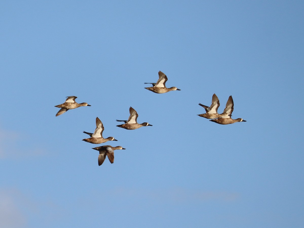 Blue-winged Teal - ML615692441