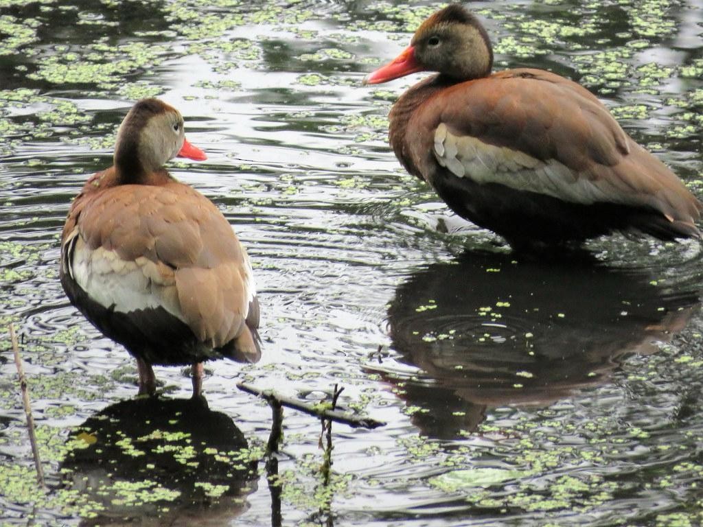 Dendrocygne à ventre noir - ML615692456