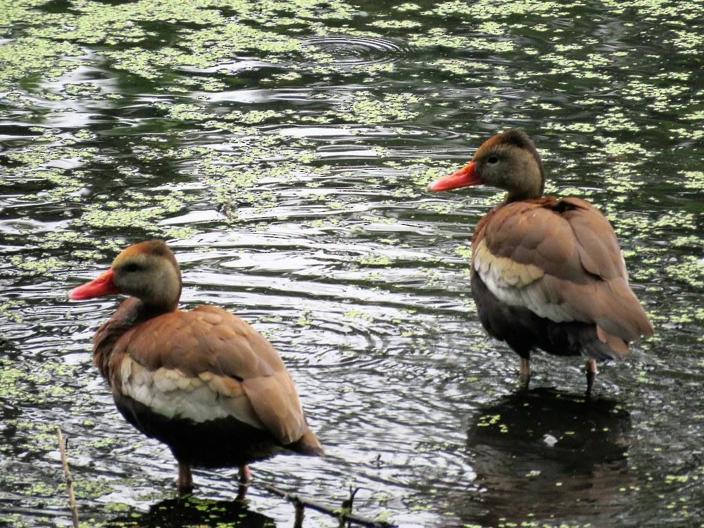 Black-bellied Whistling-Duck - ML615692457