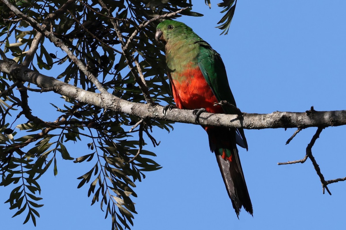 Australian King-Parrot - Vernon Kretschmann