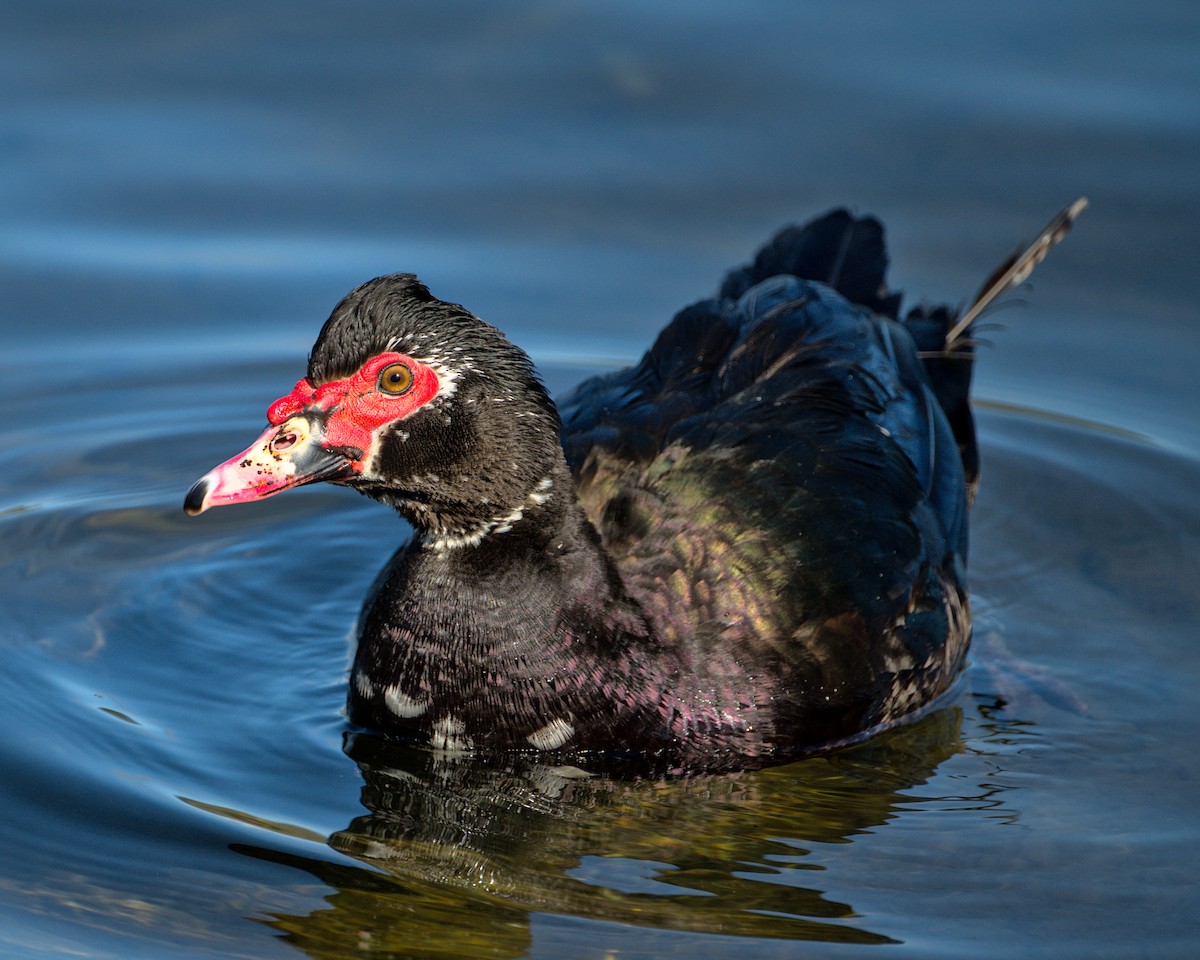 Muscovy Duck (Domestic type) - ML615692502