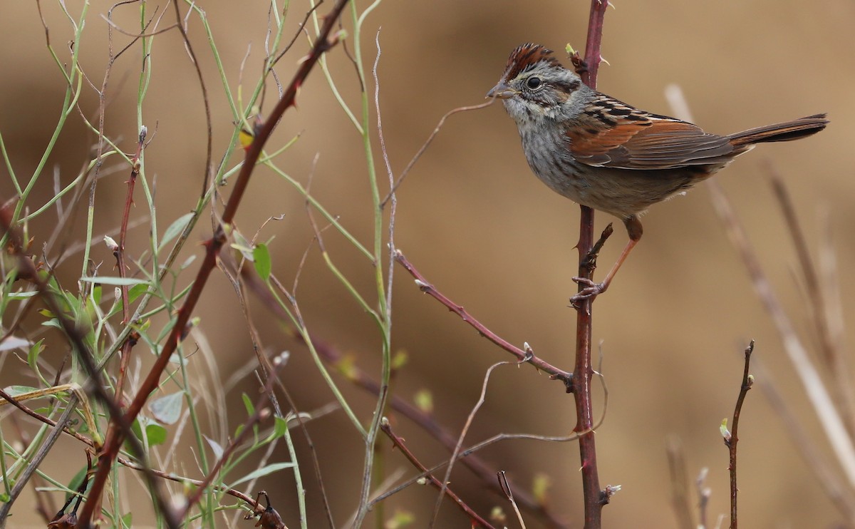 Swamp Sparrow - ML615692538
