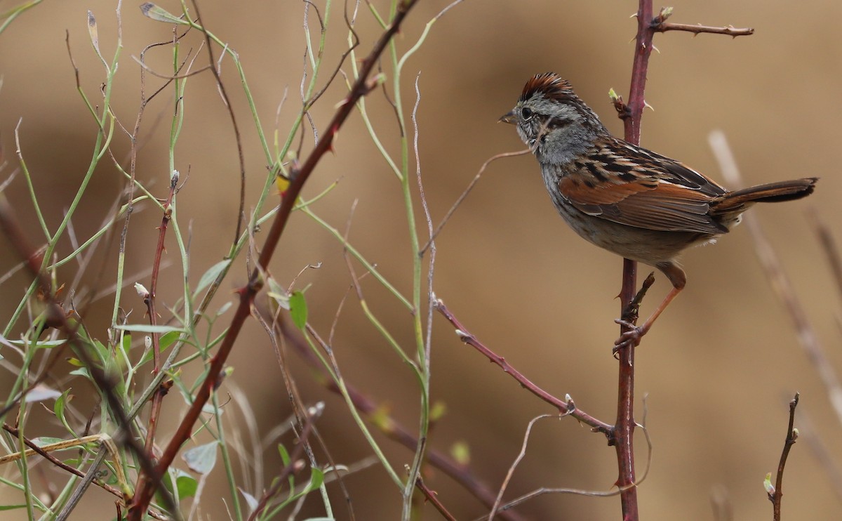 Swamp Sparrow - ML615692541