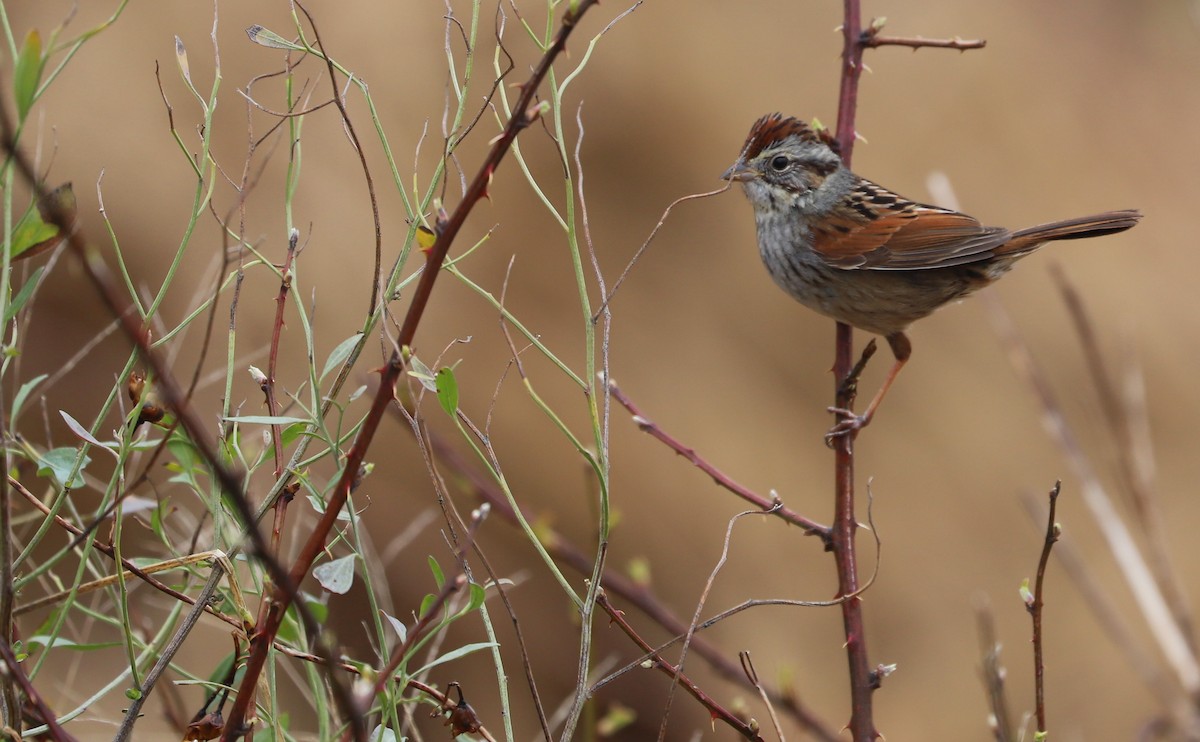 Swamp Sparrow - ML615692555
