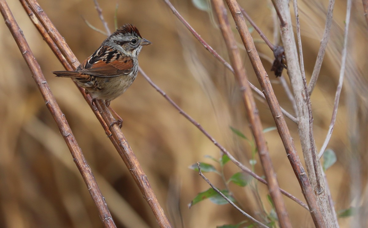 Swamp Sparrow - ML615692568
