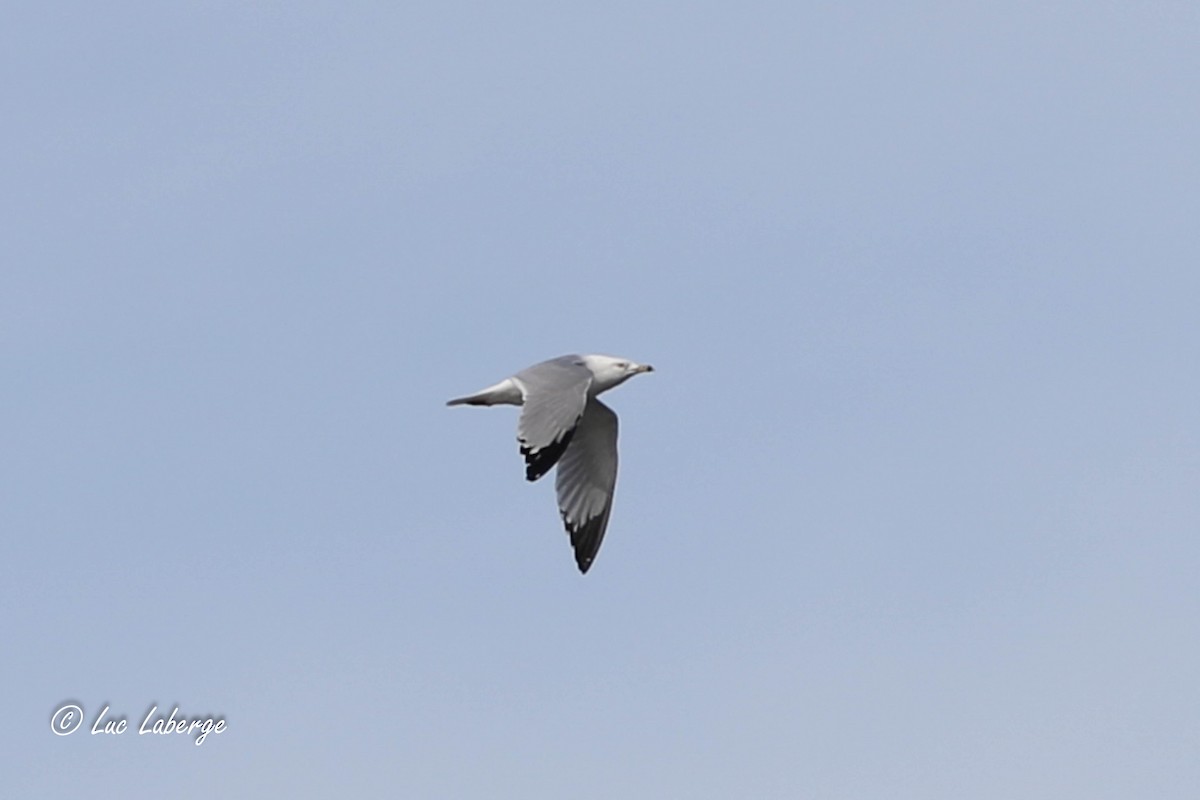 Ring-billed Gull - Luc Laberge