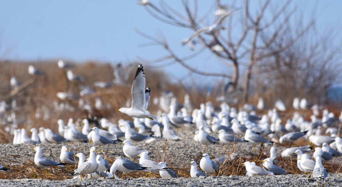 Ring-billed Gull - ML615692601