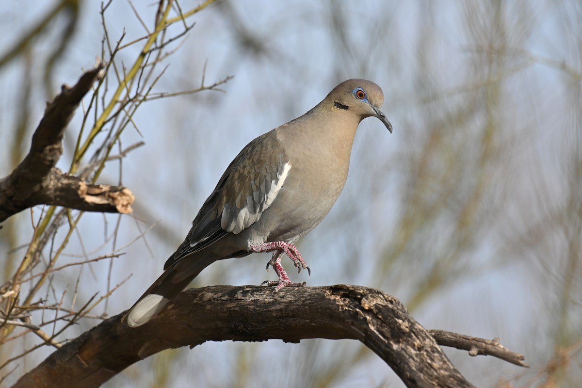 White-winged Dove - Ryan O'Donnell