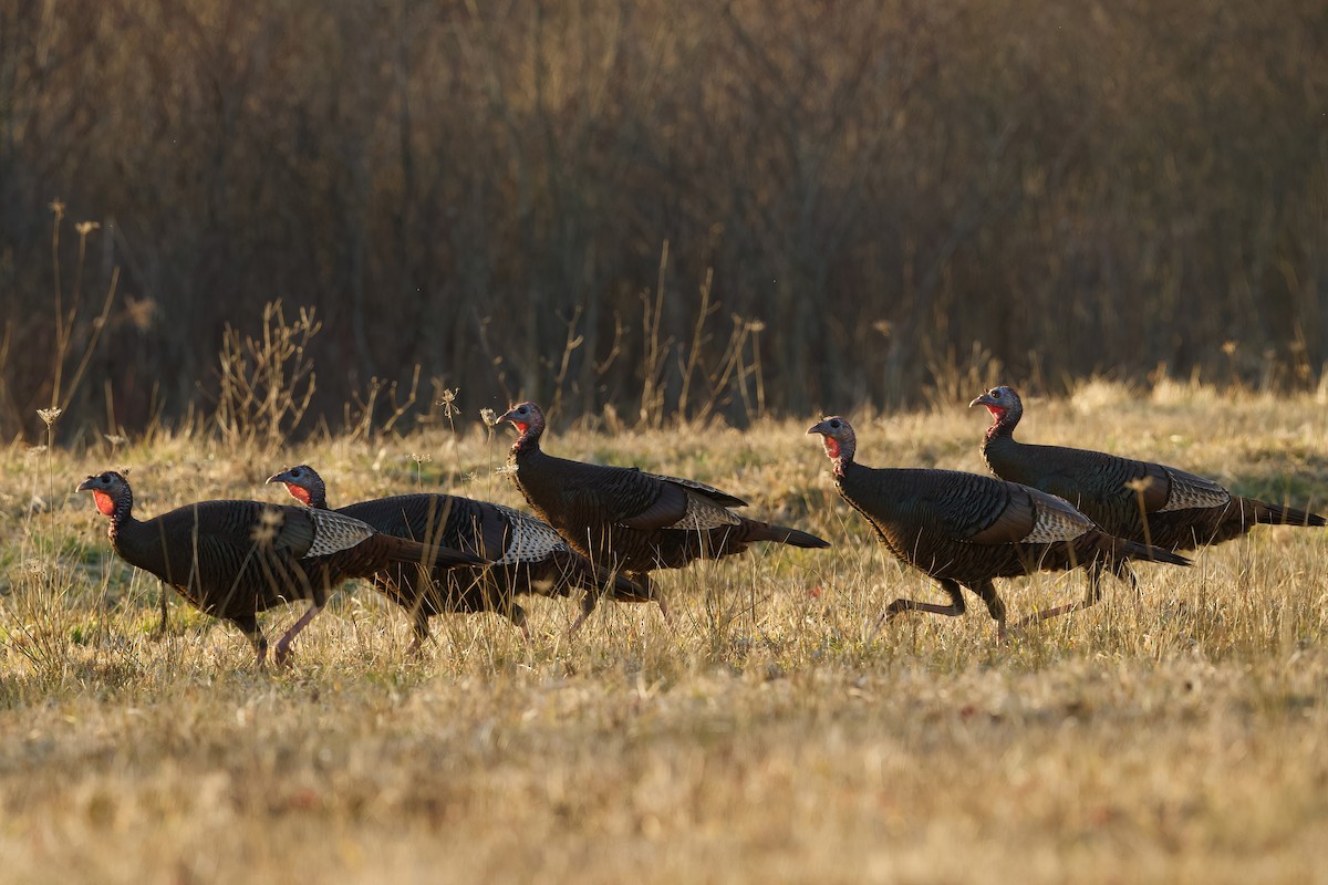 Wild Turkey - R. Stineman