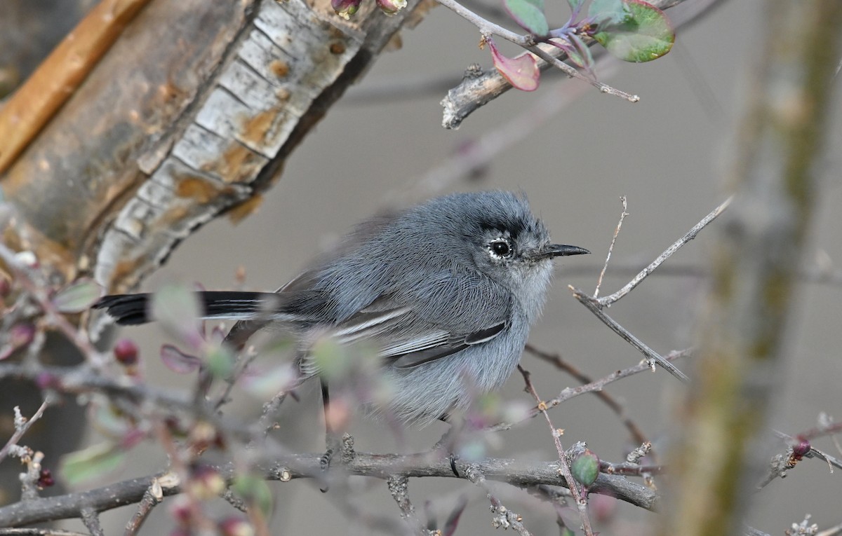 Black-tailed Gnatcatcher - Ryan O'Donnell