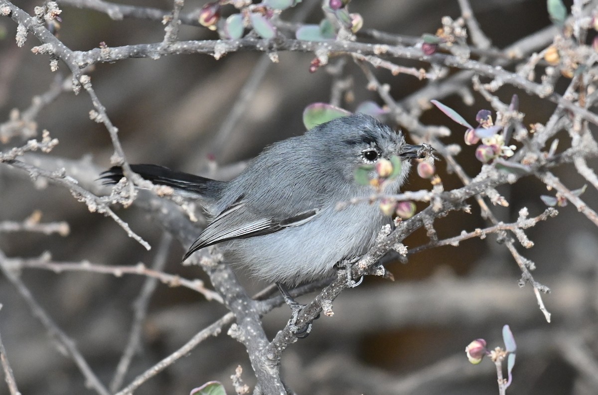Black-tailed Gnatcatcher - Ryan O'Donnell