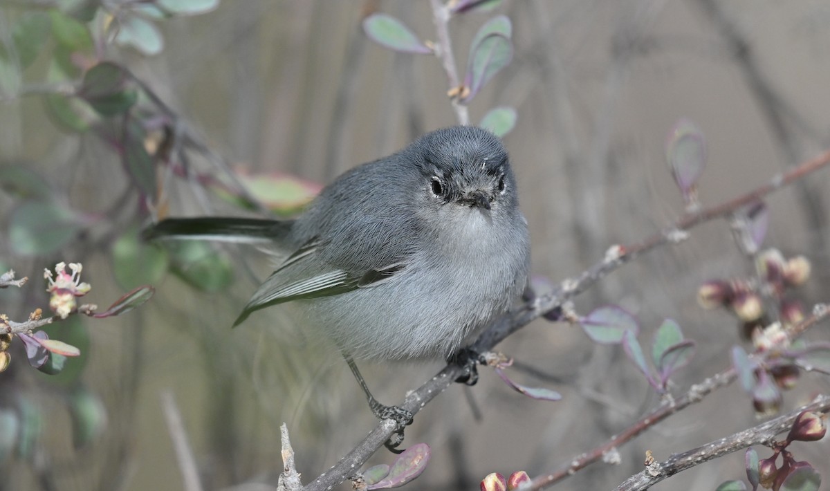 Black-tailed Gnatcatcher - ML615692712