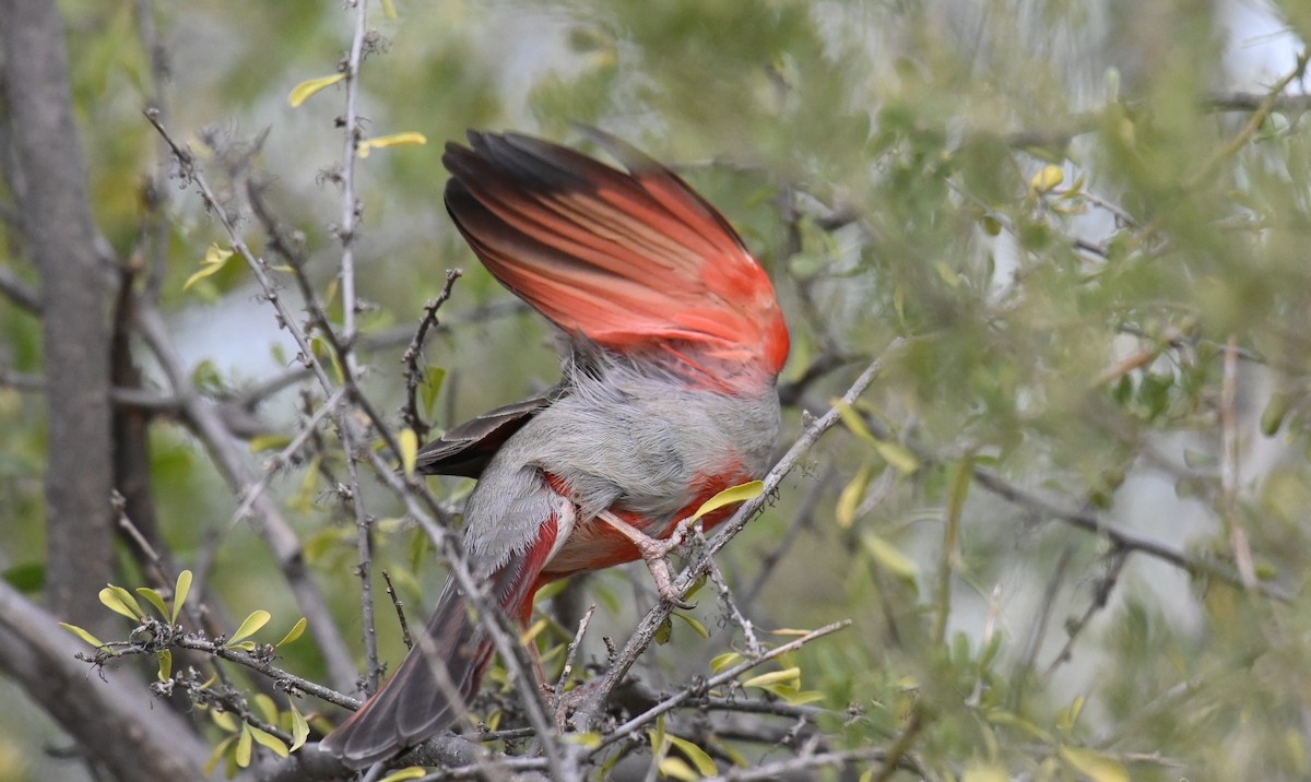 Cardinal pyrrhuloxia - ML615692732