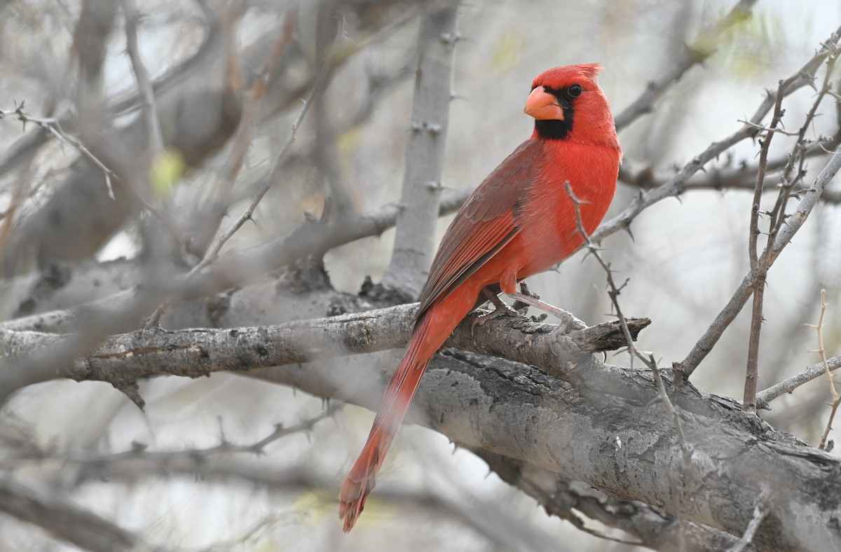 Cardinal rouge - ML615692733