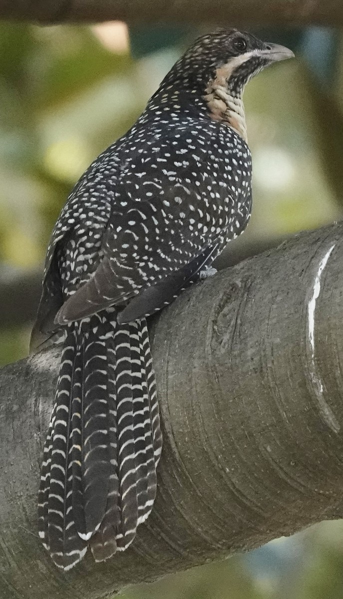 Коель східний (підвид cyanocephalus/subcyanocephalus) - ML615692738