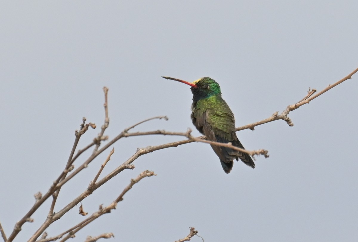 Colibrí Piquiancho Común - ML615692740