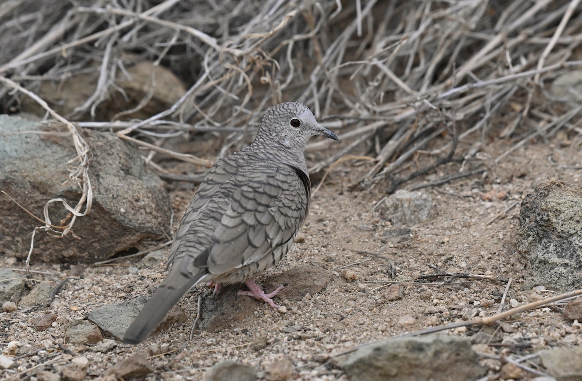 Inca Dove - Ryan O'Donnell