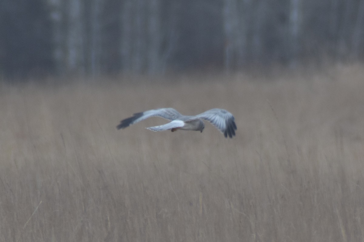 Northern Harrier - Edward Hicks