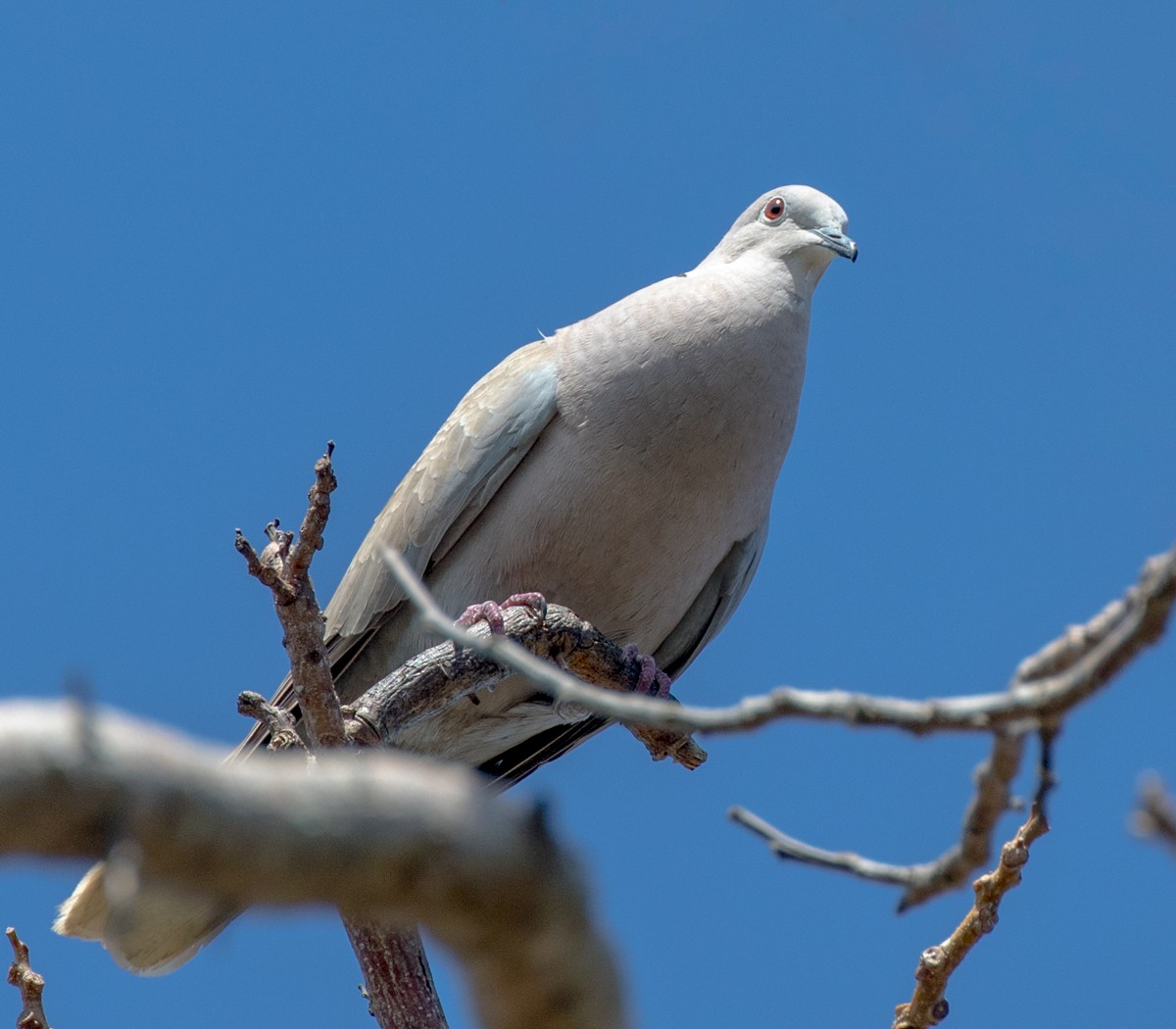 Eurasian Collared-Dove - ML615692796