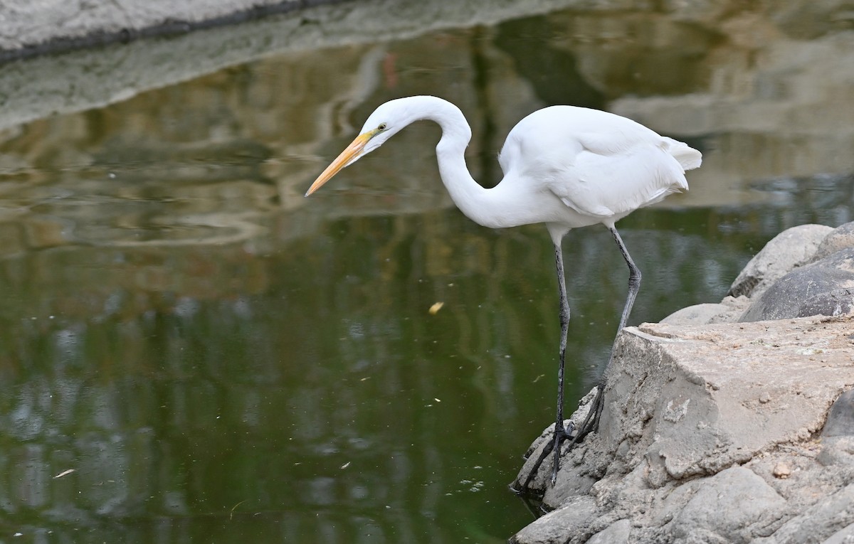 Great Egret - ML615692810