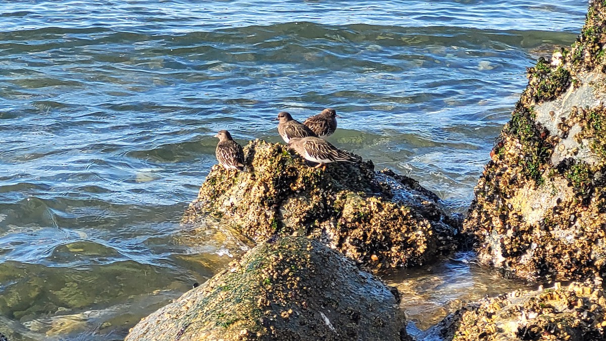 Black Turnstone - ML615692860