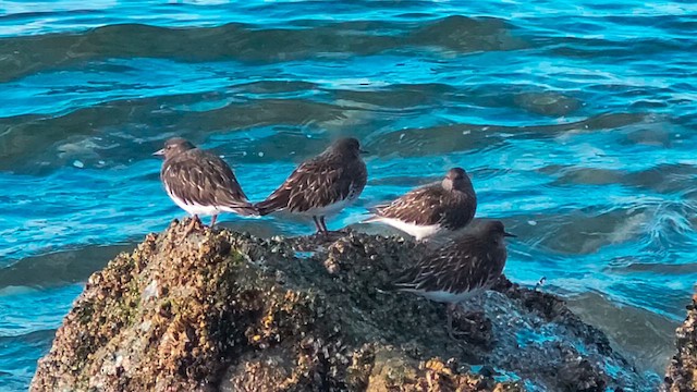 Black Turnstone - ML615692866