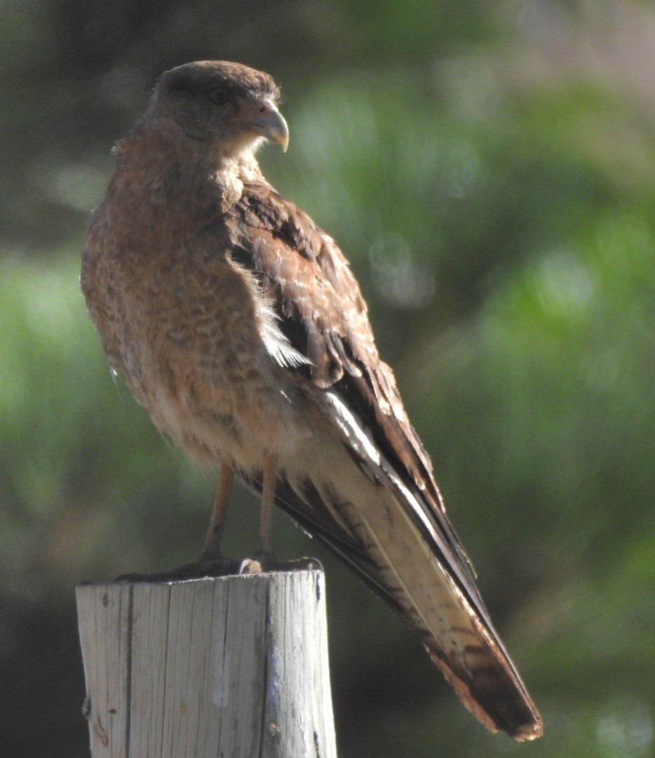 Chimango Caracara - ML615692899