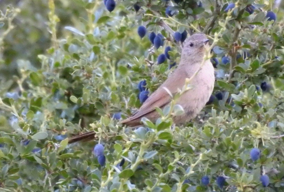 Sharp-billed Canastero - ML615692910