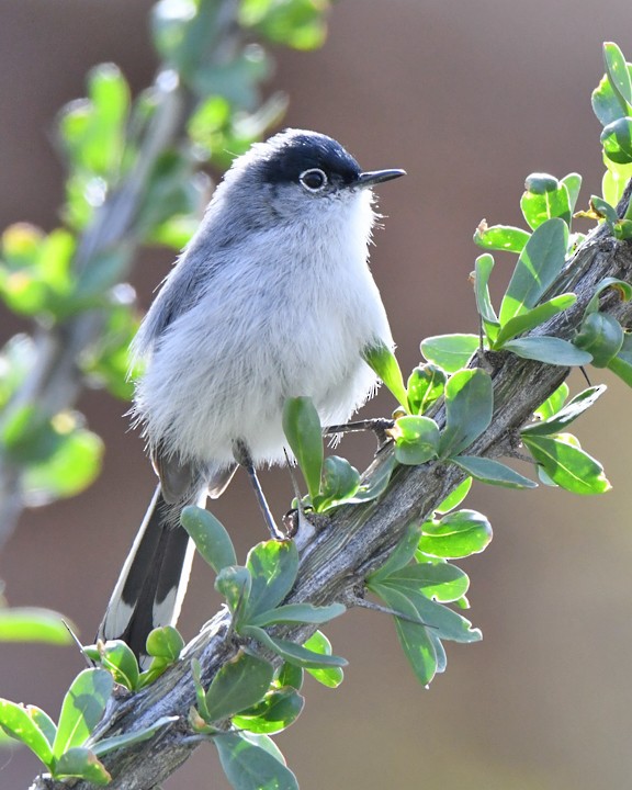 Black-tailed Gnatcatcher - ML615692934
