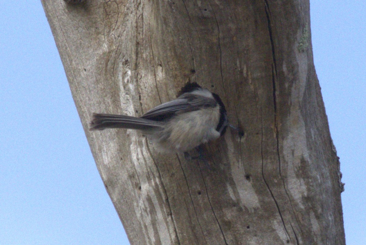 Carolina Chickadee - ML615692940