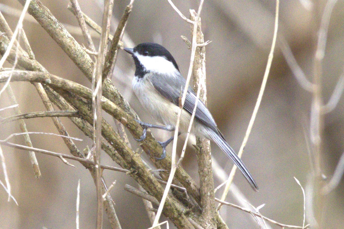 Carolina Chickadee - David Bennett