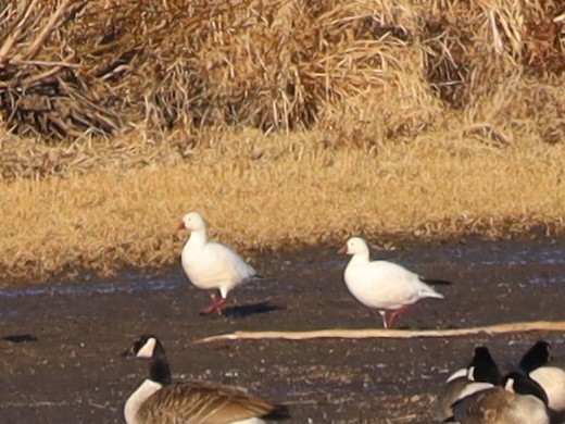 Ross's Goose - ML615692952