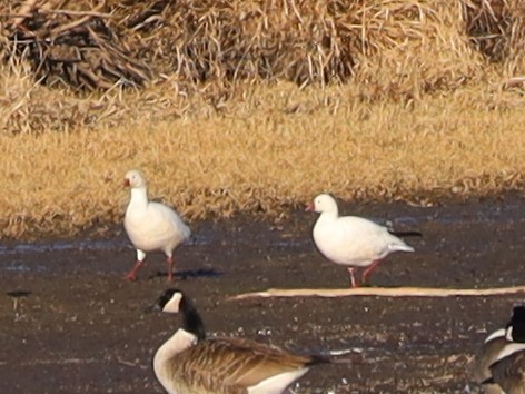 Ross's Goose - ML615692954