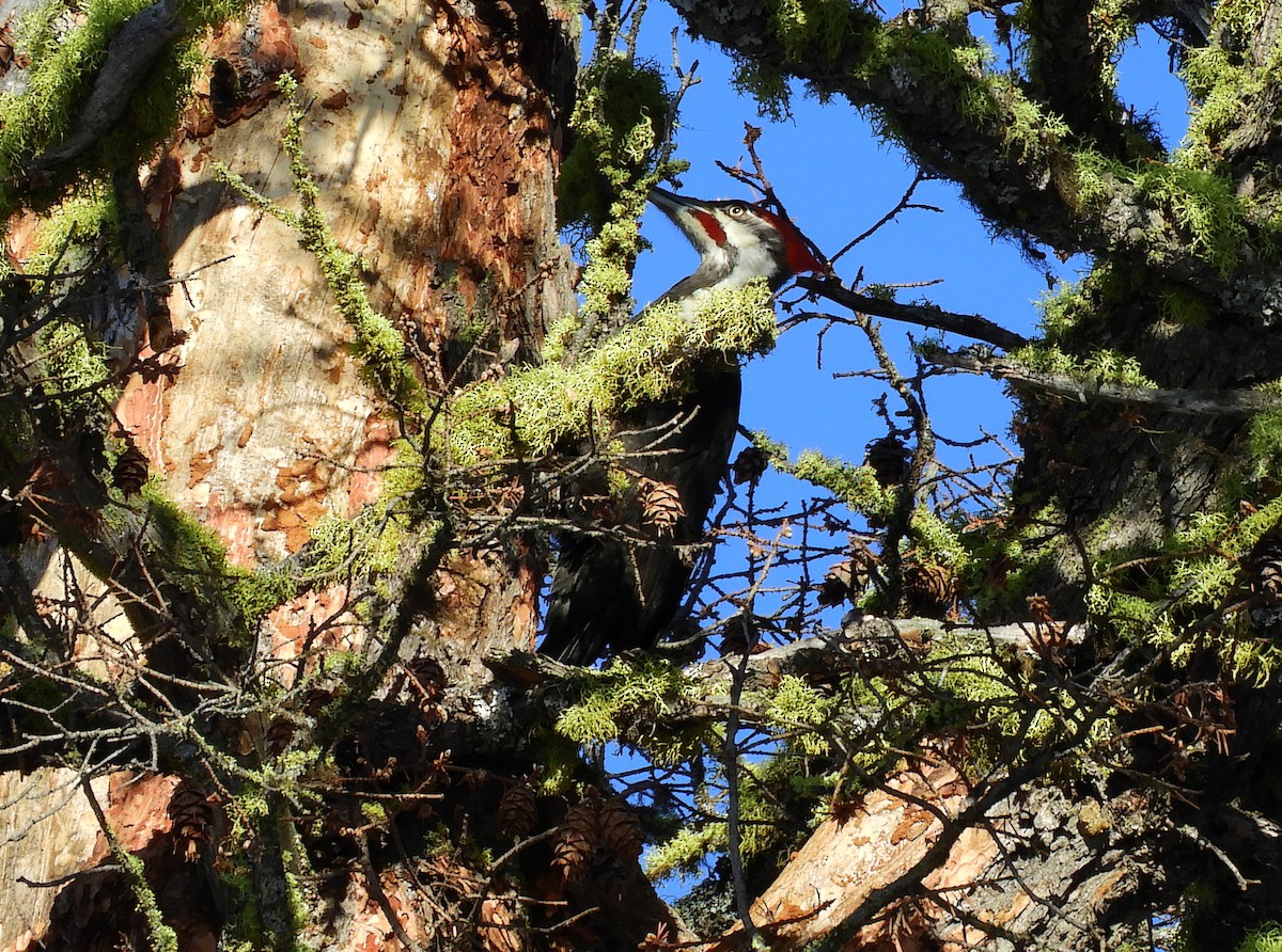 Pileated Woodpecker - ML615692964