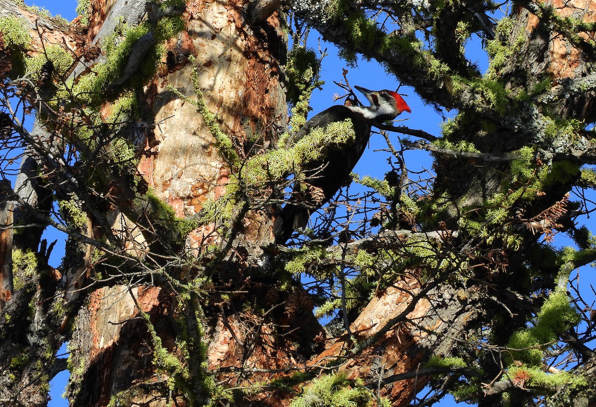 Pileated Woodpecker - ML615692965